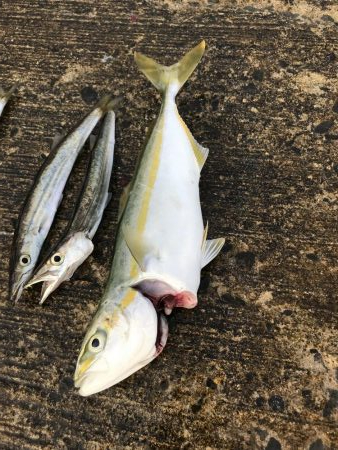 夏のライトショアジギング8