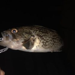 ソイ?タケノコ?