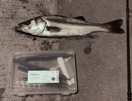 初めてのシーバス・・・フッコ？