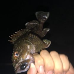 ナイスガッシー