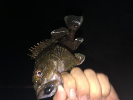 ナイスガッシー