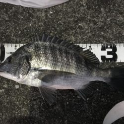 サナギフカセ最高!