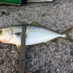 バイブレーション‼️