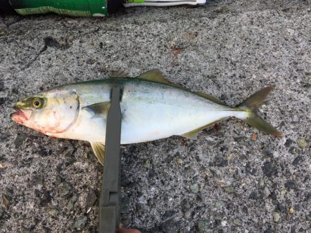 バイブレーション‼️