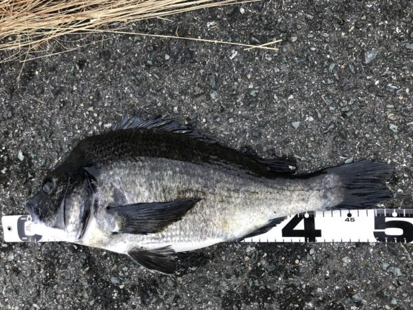 イチノ兄弟、釣果！