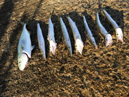 夏のライトショアジギング5