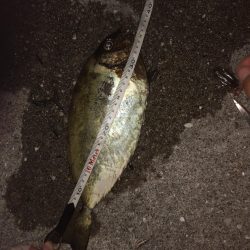 初夜釣りでいろいろ釣れた！
