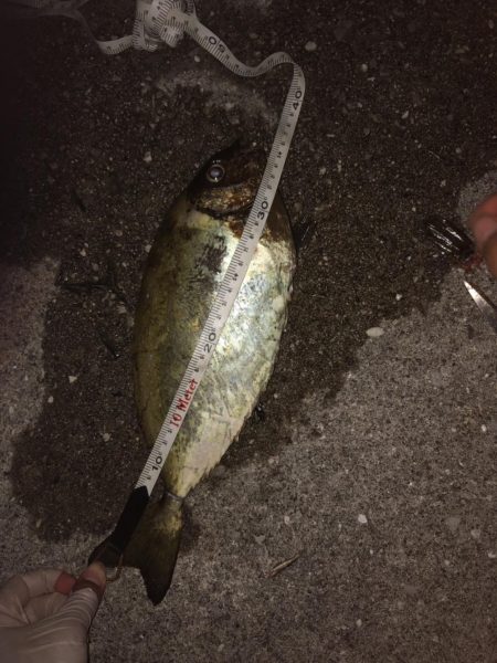 初夜釣りでいろいろ釣れた！