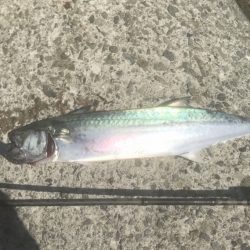 サゴシ・アコウ・チヌ