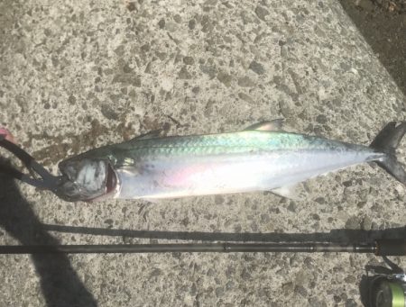 サゴシ・アコウ・チヌ