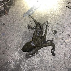 カサゴとタコは裏切らない