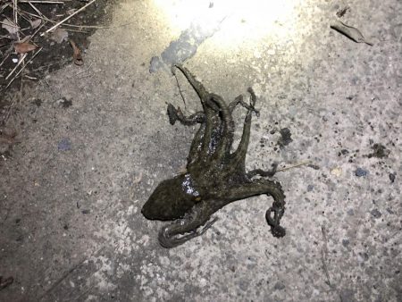 カサゴとタコは裏切らない