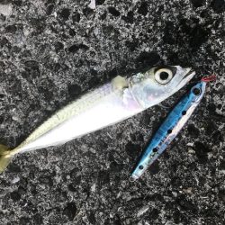 グランドスラム達成