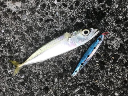 グランドスラム達成