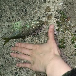 泳がせでアコウが…(^^)