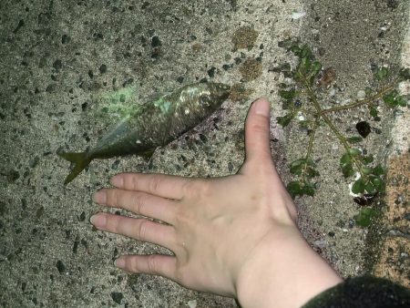 泳がせでアコウが…(^^)