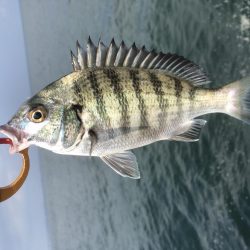 泉佐野一文字でチヌフカセ