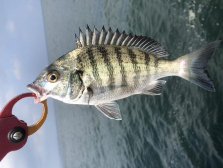 泉佐野一文字でチヌフカセ
