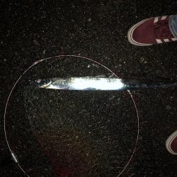 タチウオしぶい