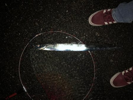 タチウオしぶい