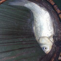 流源湖ヘラブナ