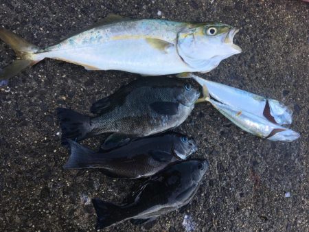 六目釣り！魚種沢山！