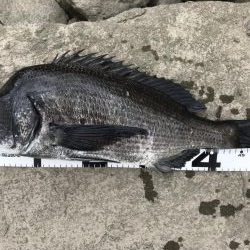 イチノ兄弟、釣果！