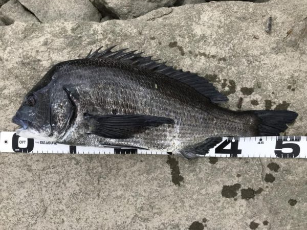 イチノ兄弟、釣果！