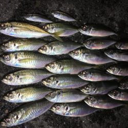 アジング  サイズは多少アップかな