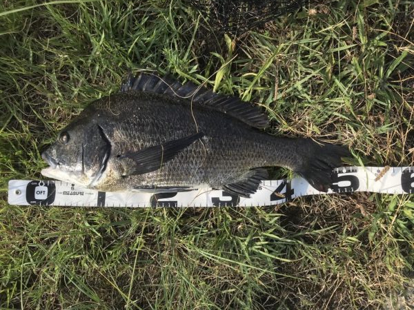 イチノ兄弟、釣果！！