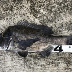 イチノ兄弟、釣果!