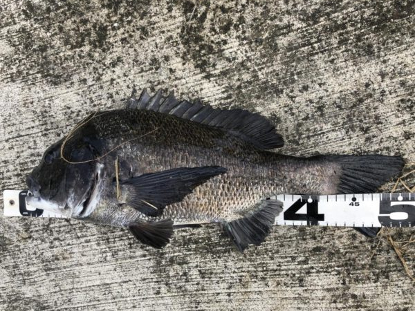 イチノ兄弟、釣果！