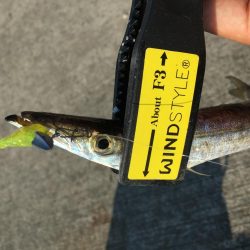 カマスフィッシング