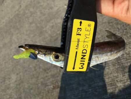 カマスフィッシング