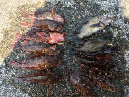 寝魚祭り メバル ガシラ アイナメ 石鯛 …