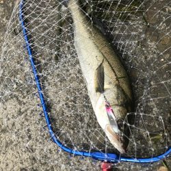 岸ジギバラし続き