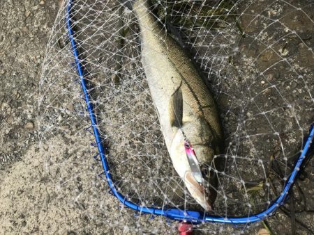 岸ジギバラし続き