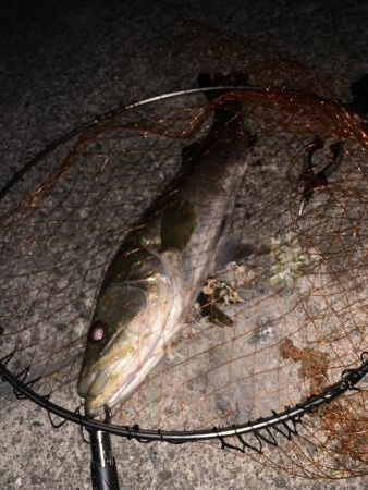 でかいシーバス！！！