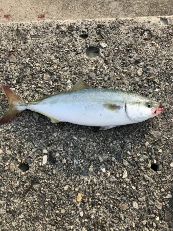 夕マズメにちょいと