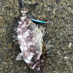 夏のライトショアジギング6