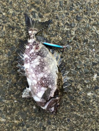 夏のライトショアジギング6