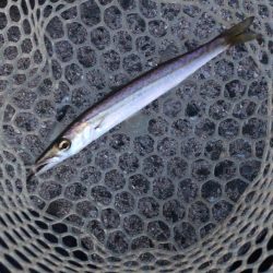 朝まずめ釣行①