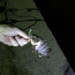 ボトムワインド