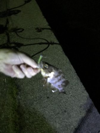 ボトムワインド