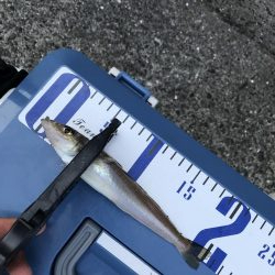 ラッキー！ジグパラw