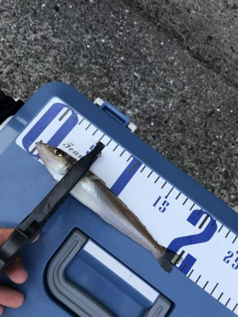 ラッキー！ジグパラw