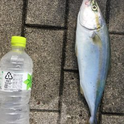 ひさびさのツバス