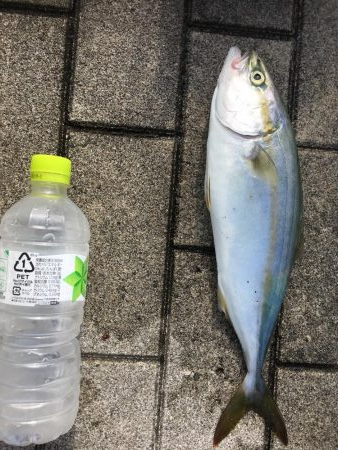 ひさびさのツバス