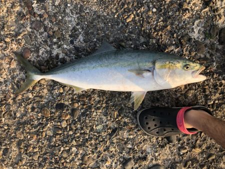 メジロ？ブリ？