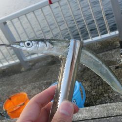 猛暑でもサヨリは絶好調